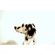 Coppia di Sculture in CERAMICA - Art. 1255 DALMATA - Italy 1960