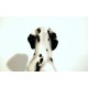 Coppia di Sculture in CERAMICA - Art. 1255 DALMATA - Italy 1960
